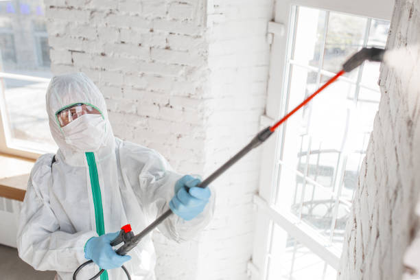 Best Basement Mold Removal  in Emerald Bay, TX