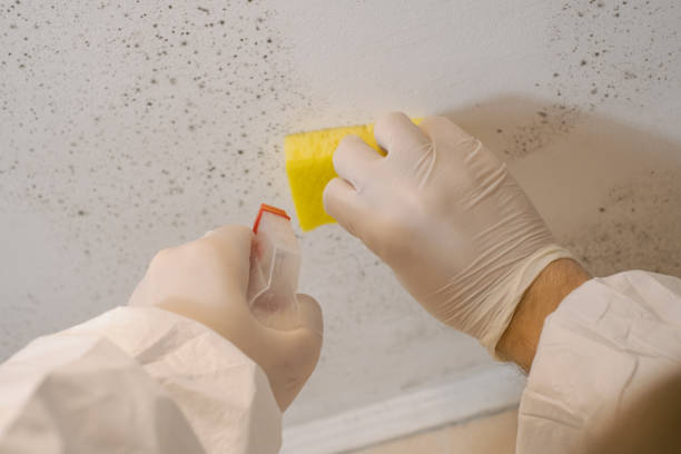 Best Air Quality Testing for Mold Spores  in Emerald Bay, TX