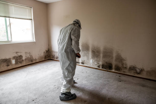 Mold Documentation for Insurance Claims in Emerald Bay, TX