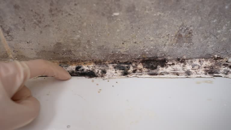 Best Environmental Consulting for Mold Prevention  in Emerald Bay, TX